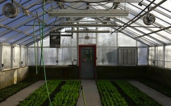 Aragula and spinach growing in one of the greenhouses at Urban Oaks Organic Farm in New Britain, Conn. Photo Credit: Urban Oaks Organic Farm.