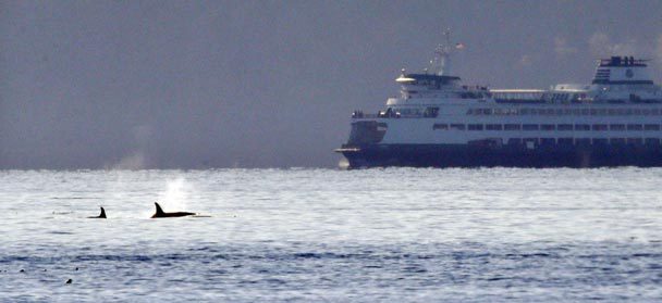 A pair of orca whales swim in view of a state ferry crossing from Bainbridge Island toward Seattle in the Puget Sound on Oct. 29. The whales were among about 20 or more, believed to be from resident pods, seen traveling through the passage. (Photo: Elaine Thompson, Associated Press)