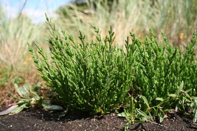 Salty, crunchy, succulent, fleshy, twig-like, bushy halophytes (plants that grow on salty soils) of the genus Salicornia, belonging to the family Chenopodiaceae, deserve full interest for agricultural production in saline coastal areas, providing food, fodder and oil or biofuel without using fresh irrigation water.