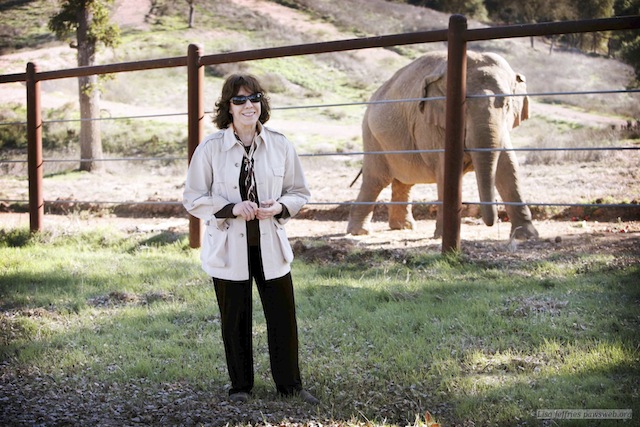 This undated publicity photo released by courtesy of HBO shows narrator Lily Tomlin in the documentary film, “An Apology to Elephants.” The film is an unabashed polemic, calling for improved treatment of elephants in zoos and an end to the use of the animals as entertainment, which the film contends must invariably involve abuse. (AP Photo/HBO, Lisa Jeffries/pawsweb.org)