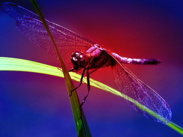 The red dasher dragonfly: ‘Its body was whirling and swirling in a dizzying bright blur in the wind’