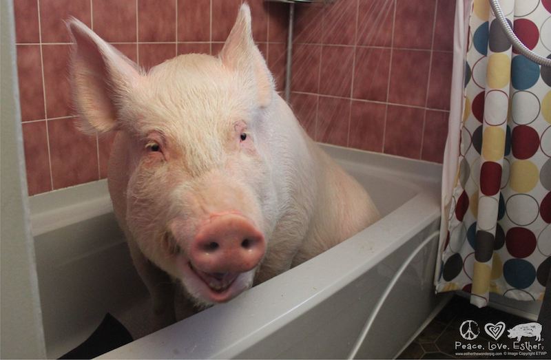 Esther the Wonder Pig, relaxing out of the spotlight