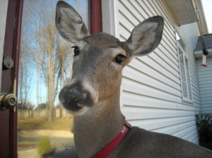 Dillie the Deer: speaking to people in potent, poignant, often profound ways. 