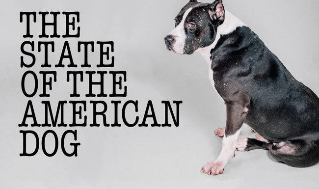 state-american-dog