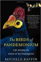 birds-of-pandemonium