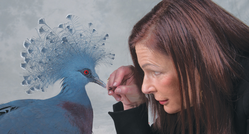 Michelle Raffin with a Blue Crown Pigeon: ‘I admired birds from a distance, but it never occurred to me that they would have personalities, or be very intelligent or possess most of the endearing qualities that we look for in friends.’