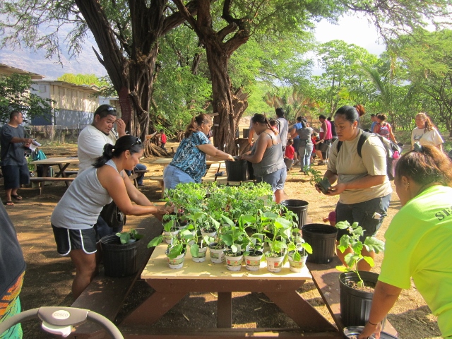 Corn planting at the Hoa ʻĀina O Mākaha school garden