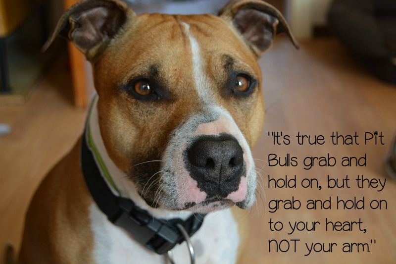 pitbulls-grab-on-to-your-heart-