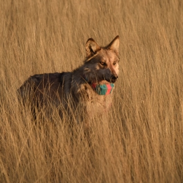 Collared Mexican Wolf John BradleyUSFWS