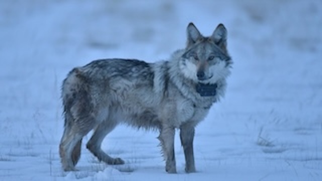 Mexican Gray Wolf featured2