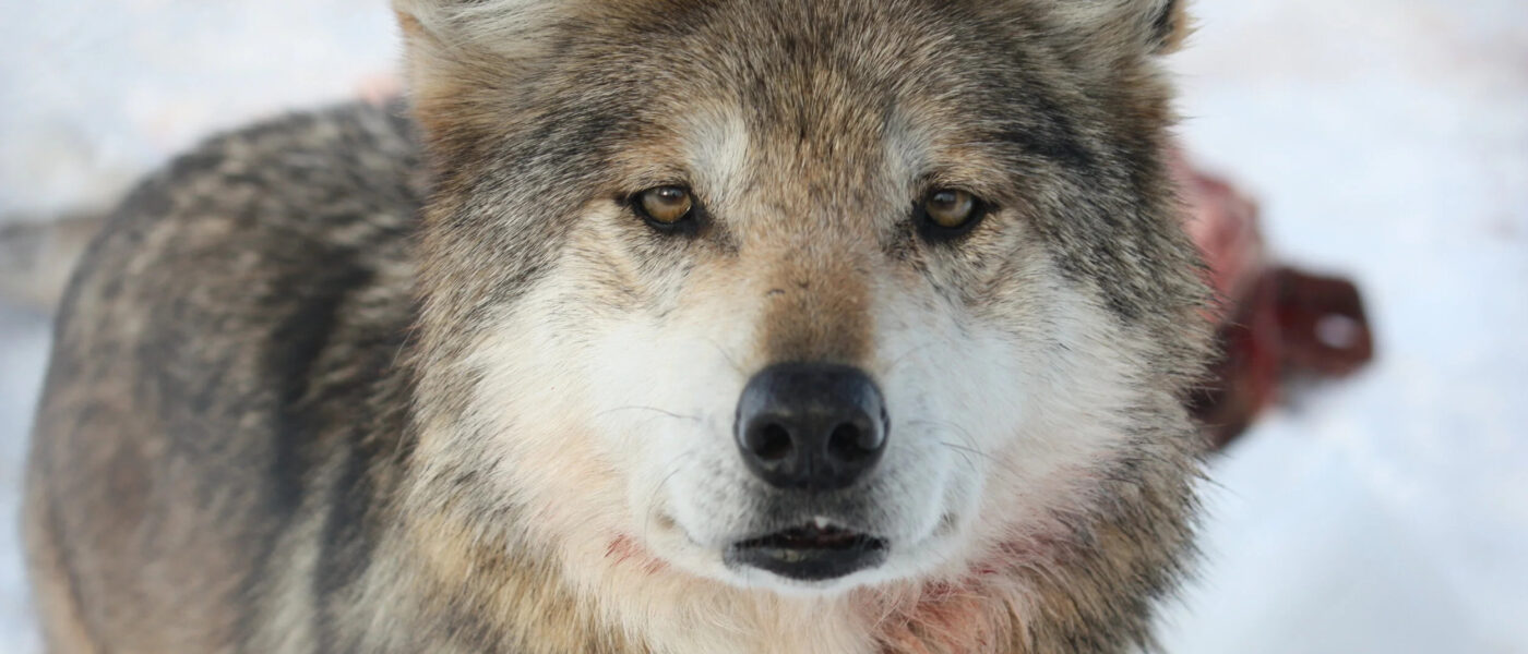 mexican grey wolf